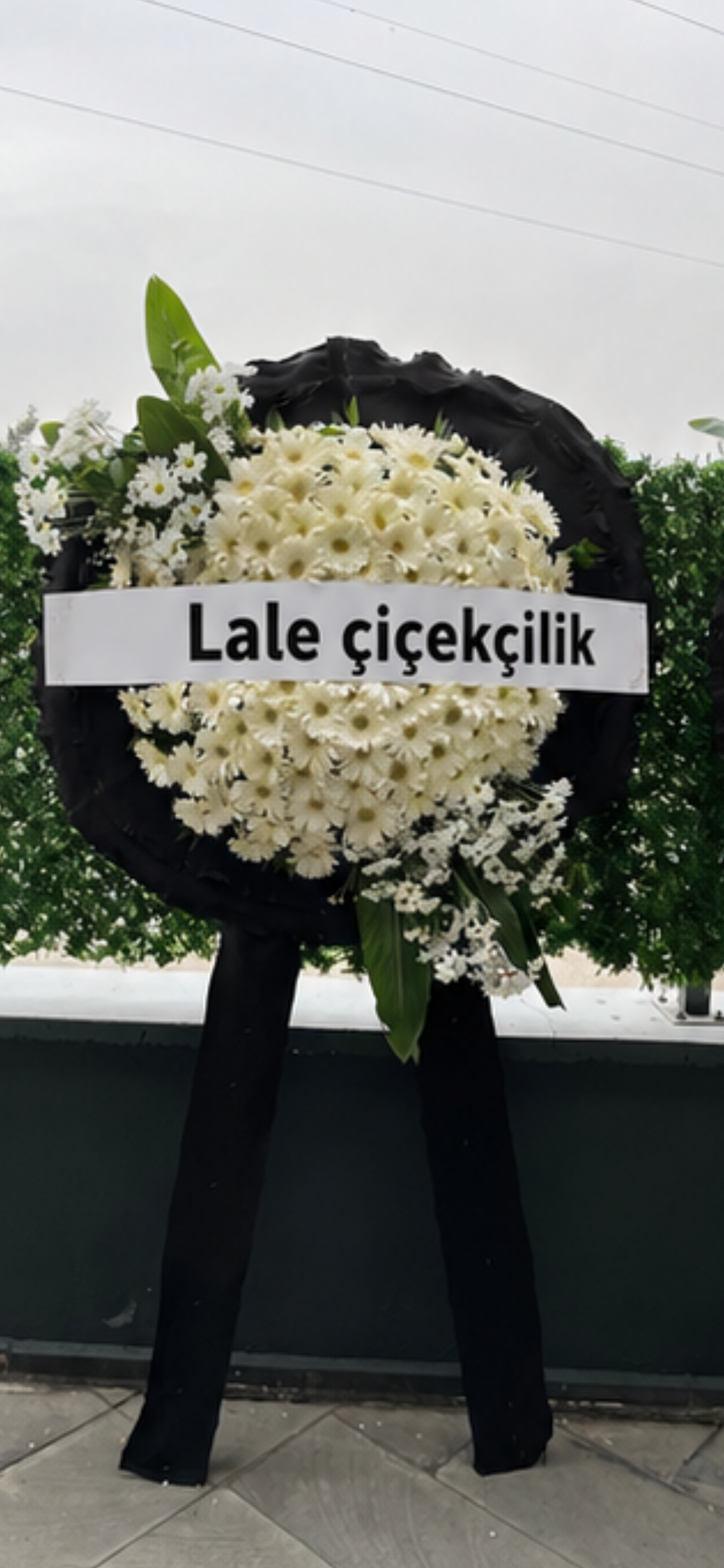 Cencelek8